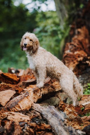 Photo for Cute wet dog cockapoo breed standing proudly in th forest - Royalty Free Image