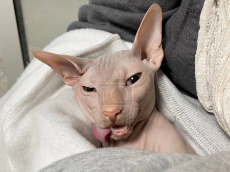 Katze nach chirurgischer Narkose in der Hand ihres Besitzers in Tierklinik