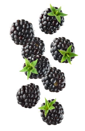 Photo for Various falling fresh ripe blackberries isolated on white background, horizontal composition - Royalty Free Image