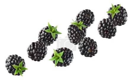 Téléchargez les photos : Various falling fresh ripe blackberries isolated on white background, horizontal composition - en image libre de droit
