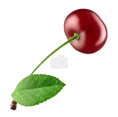 Photo for Fresh ripe red cherry with green leaves isolated on white background - Royalty Free Image