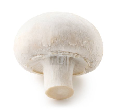 Photo for One whole fresh white champignon mushroom isolated on white background - Royalty Free Image