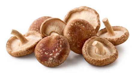 Téléchargez les photos : Tas de champignons shiitake frais isolés sur fond blanc - en image libre de droit