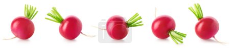Photo for Collection or set of fresh small garden radishes isolated on white background - Royalty Free Image