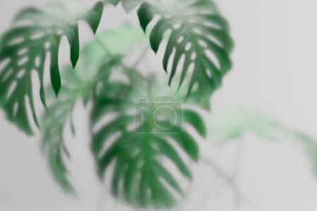 Photo for Tropical monstera plant behind frosted glass. Abstract botanical background with green foliage. Asian indoor garden with palm tree wallpaper. - Royalty Free Image