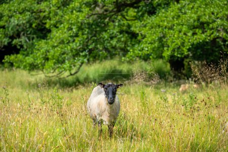 Téléchargez les photos : Des moutons noirs écossais dans une prairie forestière. Shropshire, Angleterre - en image libre de droit