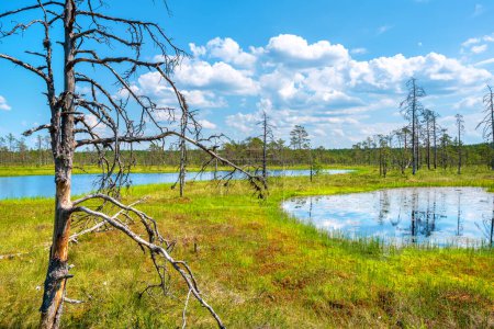 Foto de Paisaje natural del pantano de Viru (Viru raba) con lagos pantanosos. Parque Nacional Lahemaa, Estonia - Imagen libre de derechos