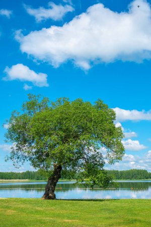 Photo for Tree at the coast of the Varska bay. Lake Peipus, Estonia - Royalty Free Image