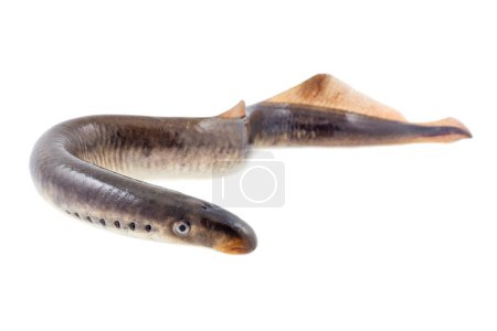 Téléchargez les photos : Live lamprey fish on a white background - en image libre de droit