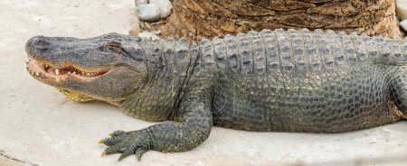 Téléchargez les photos : Grand crocodile du Nil reposant sous le palmier dans le parc de crocodile - en image libre de droit