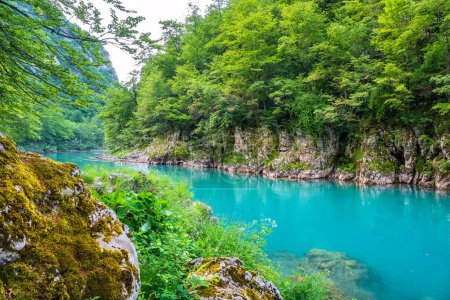 Foto de Línea costera y agua verde del río Tara. Montenegro - Imagen libre de derechos