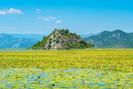 Foto de Los nenúfares cubren la superficie del lago Skadar. Provincia de Cetinje, Montenegro - Imagen libre de derechos