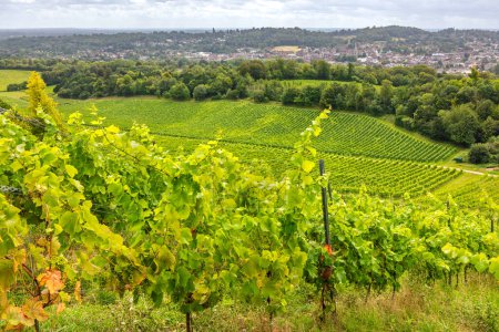 Téléchargez les photos : Vue sur la plantation de vignes dans la campagne du Surrey près de Dorking. Angleterre, Royaume-Uni - en image libre de droit