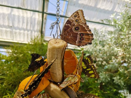 Feeding butterflies in the butterfly house