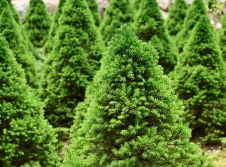 Photo for Christmas conical fir trees in the arboretum - Royalty Free Image