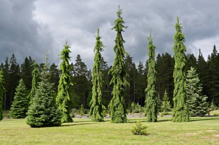 Téléchargez les photos : Sapins ensoleillés dans le jardin botanique, ciel nuageux - en image libre de droit