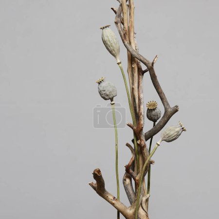 Téléchargez les photos : Installation de branches sèches et de graines de pavot séchées sur un fond neutre - en image libre de droit