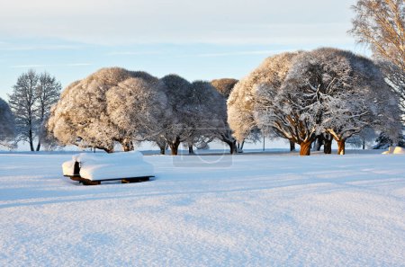 Photo for Beautiful winter landscape in the park on a sunny day, trees and bushes covered with snow - Royalty Free Image