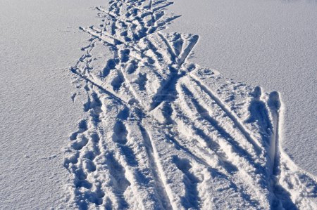 Téléchargez les photos : Ski and footprints on the snowy surface of the lake - en image libre de droit