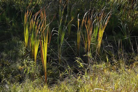 Téléchargez les photos : Les plantes des marais et l'herbe éclairée par le soleil - en image libre de droit