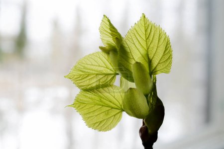 linden tree leaf bud emerging and opening on neutral background 