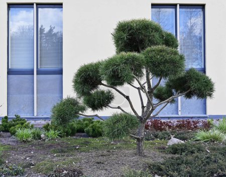 decorative mugo pine next to the windows of the building 