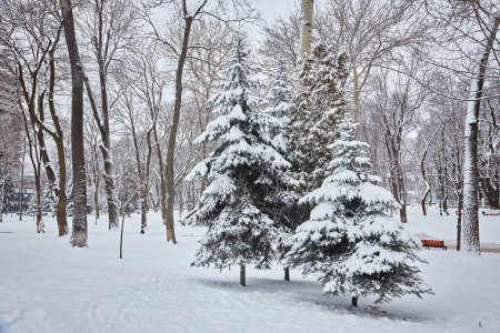 Foto de Árboles cubiertos de nieve y bancos en el parque de la ciudad. Puesta de sol - Imagen libre de derechos