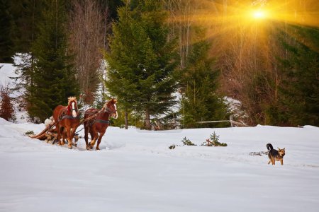 Foto de Hombre con trineo tirado por caballos al aire libre en invierno - Imagen libre de derechos