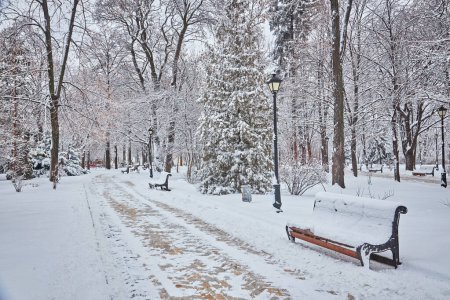 Foto de Árboles cubiertos de nieve y bancos en el parque de la ciudad. Puesta de sol - Imagen libre de derechos