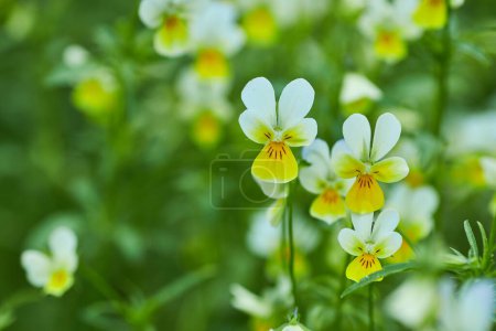 Photo for Spring awakening of flowers and vegetation in the forest on background of the sunset shine, shallow depth of field - Royalty Free Image