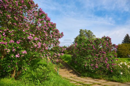 Foto de Lilac alley leading to Vydubichi monastery in Hryshko National Botanical Garden with Left bank view, Kiyv, Ukraine - Imagen libre de derechos