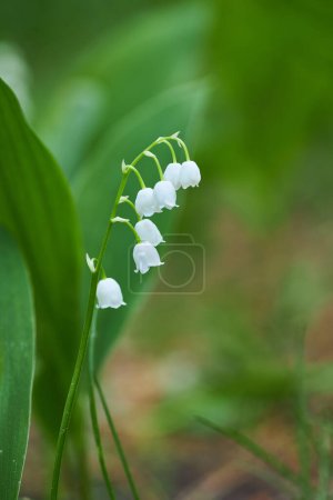 Photo for The green glade of lily of the valley flowers in the spring forest. White may-lily flowers on clearing in the woods among the green leaves. - Royalty Free Image