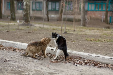 Téléchargez les photos : Deux chats errants se battent dans la rue. - en image libre de droit