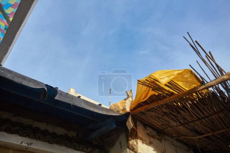 Téléchargez les photos : ESSAOUIRA, MOROCCO. 13 th February, 2017: Moroccan market, cat on the roof of the shop - en image libre de droit