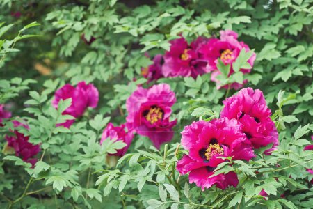 Téléchargez les photos : Blooming peony flowers. Pink peony flowers on a background of green foliage - en image libre de droit