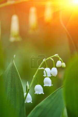 Photo for Tender spring lilies of the valley among the forest - Royalty Free Image