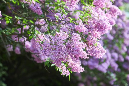 Photo for Branches of lilac flowers on a background of green leaves. Spring. - Royalty Free Image