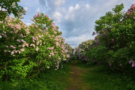 Téléchargez les photos : Lilac alley leading to Vydubichi monastery in Hryshko National Botanical Garden with Left bank view, Kiyv, Ukraine - en image libre de droit