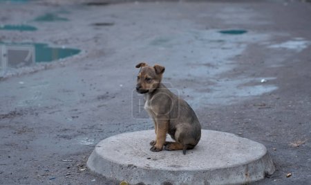 Photo for Homeless puppy. little dog. home animal. pet care. redhead homeless puppy. veterinary, homeless animal problem, hungry puppy - Royalty Free Image