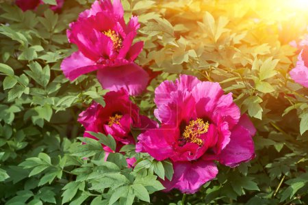 Téléchargez les photos : Pink peony flowers in dew drops close up. Selective focus. - en image libre de droit