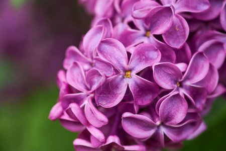 Photo for Beautiful purple lilac flowers. Macro photo of lilac spring flowers. Floral background. - Royalty Free Image