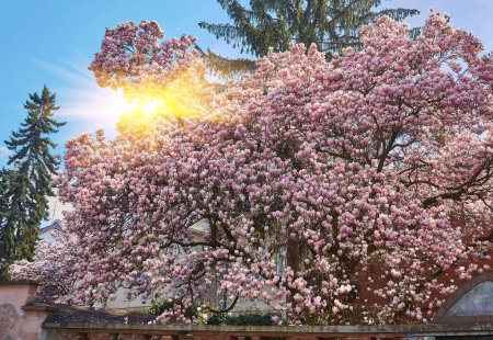 Téléchargez les photos : Beautiful magnolia trees. Close up magnolia flowers. Spring in Uzhgorod, Ukraine. - en image libre de droit