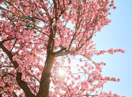 Téléchargez les photos : Beautiful cherry blossoms sakura in spring time over blue sky. - en image libre de droit