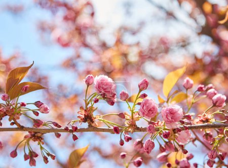 Photo for Amazing pink cherry blossoms on the Sakura tree in a blue sky. Beautiful spring tree. - Royalty Free Image