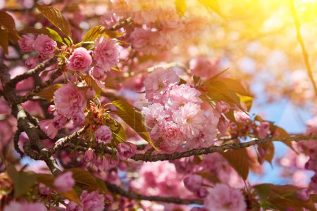 Photo for Beautiful cherry blossoms sakura in spring time over blue sky. - Royalty Free Image