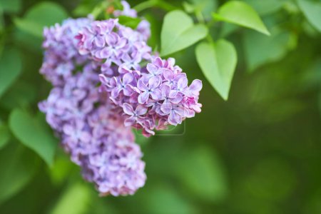 Foto de Beautiful lilac flowers with selective focus. Purple lilac flowers with blurred green leaves. Spring blossoms. Blooming lilac bushes with tender tiny flowers. Purple lilac flowers on bushes. - Imagen libre de derechos