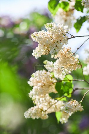 Téléchargez les photos : Branches of lilac flowers on a background of green leaves. Spring. - en image libre de droit