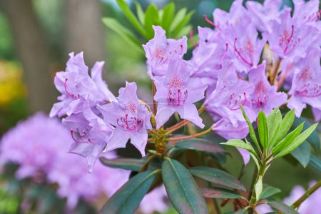 Photo for Blue rhododendron Rhododendron augustinii is a species of flowering plant in the genus Rhododendron native to central China and Tibet. - Royalty Free Image