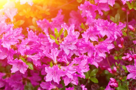 Photo for A large bush blooming Rhododendron in the botanical garden. Many pink flowers Rhododendron, beautiful background. - Royalty Free Image