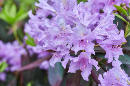 Téléchargez les photos : Blue rhododendron Rhododendron augustinii is a species of flowering plant in the genus Rhododendron native to central China and Tibet. - en image libre de droit